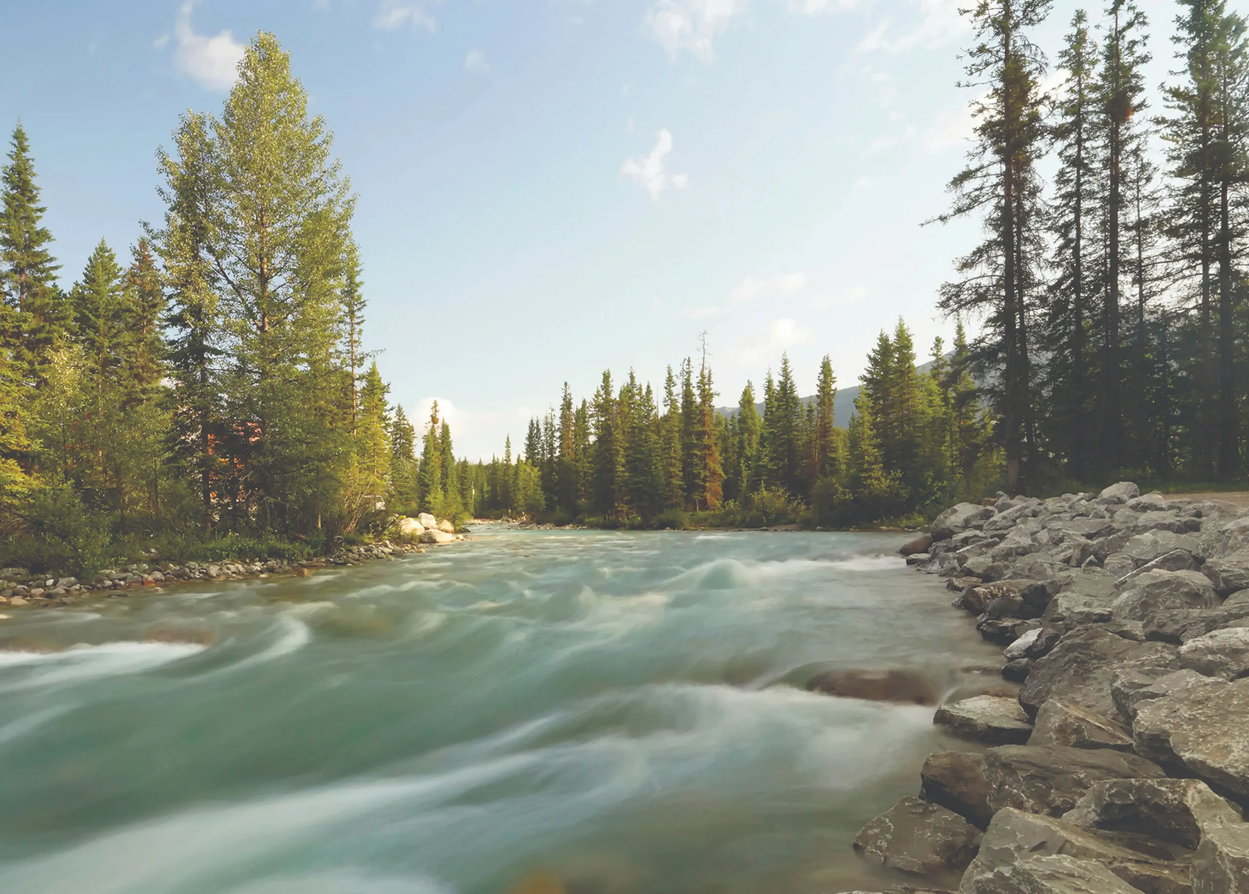 River running through forest