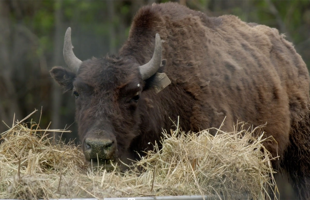 Bison eating straw in a paddock